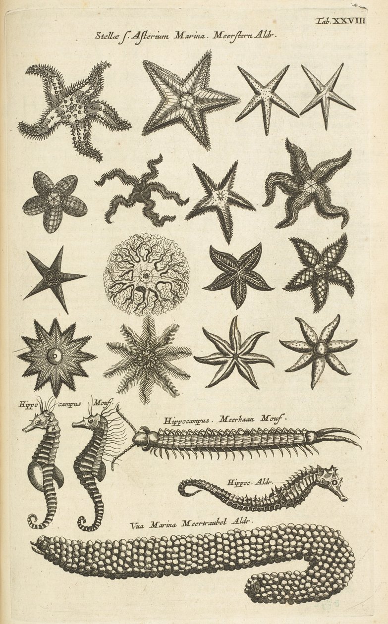 Tab XXVIII, Zeesterren en Zeepaardjes, Illustratie uit 