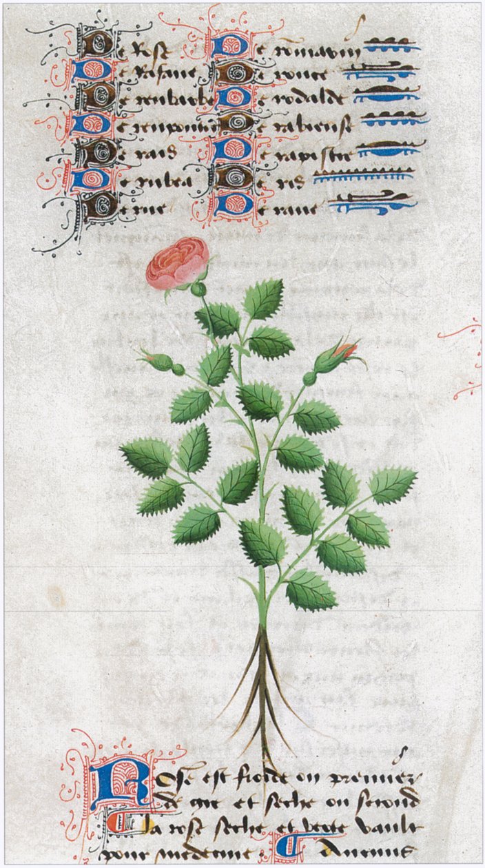  door Matthaeus Platearius