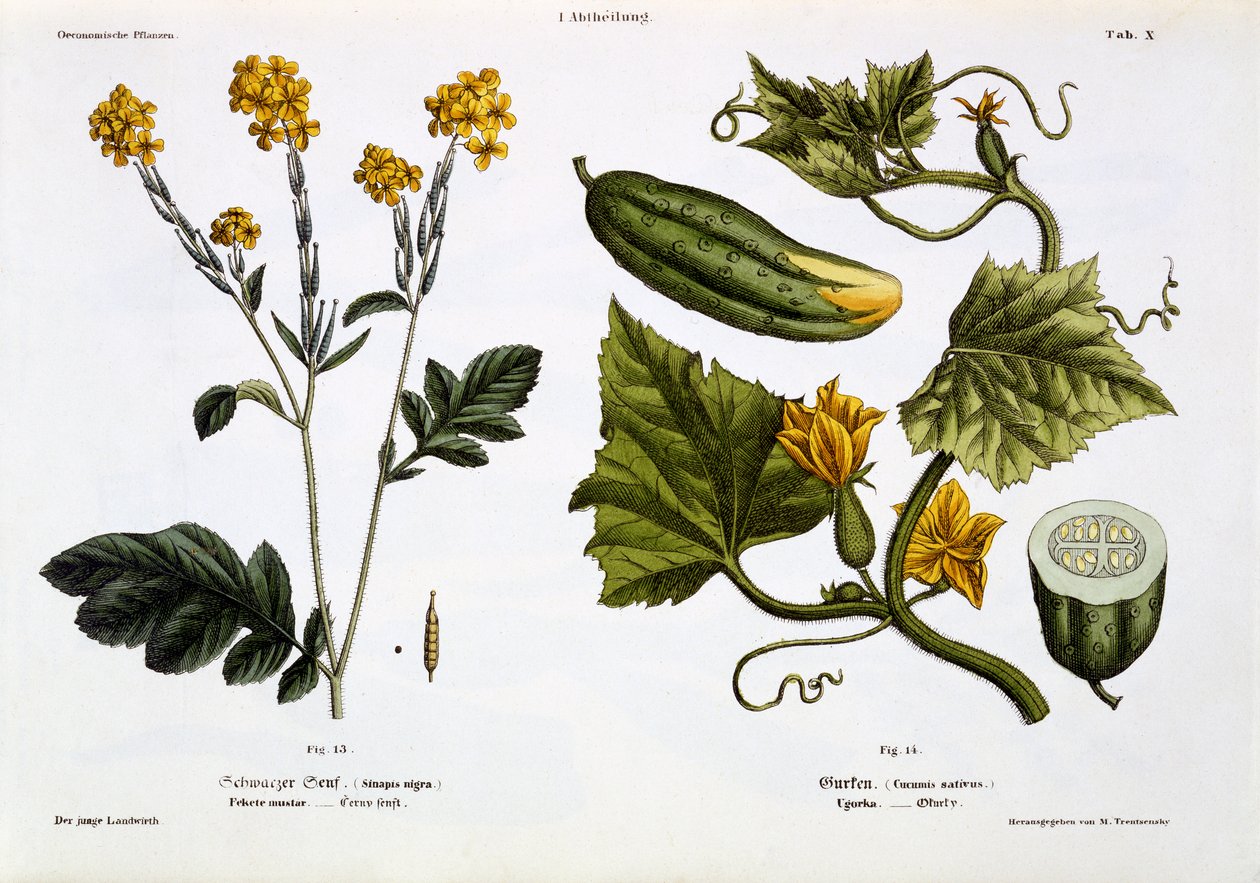 Sinapis nigra (fig 13), Cucumis Sativus (fig 14), uit 