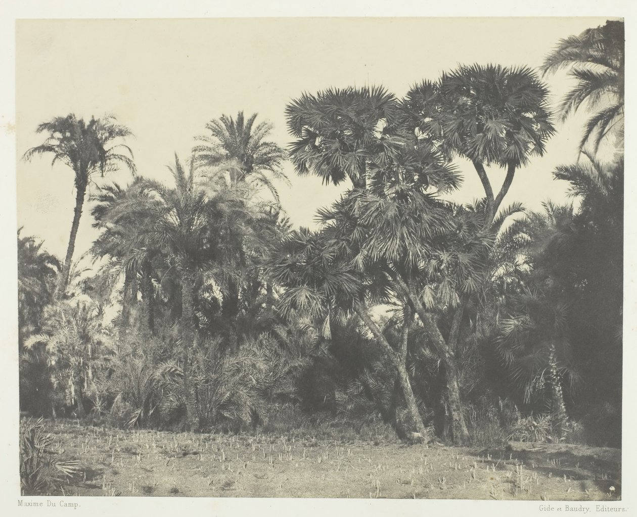 Bois de Dattiers et de Palmiers Doums, Boven-Egypte door Maxime Du Camp