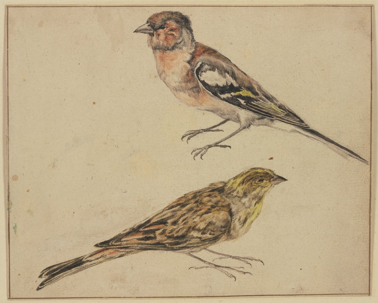 Een putter en een kneu door Melchior de Hondecoeter