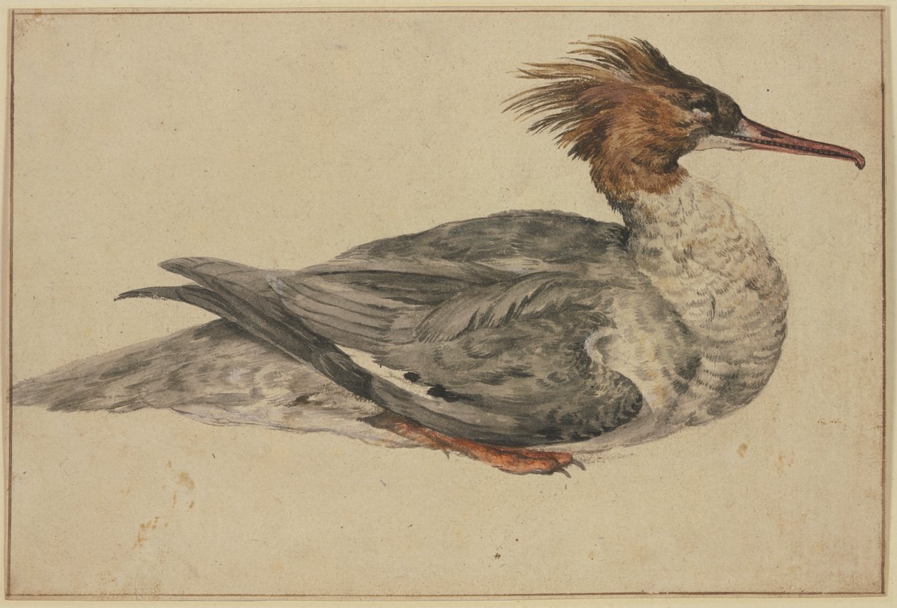 Liggende eend met bruine kuif, rode snavel en poten door Melchior de Hondecoeter