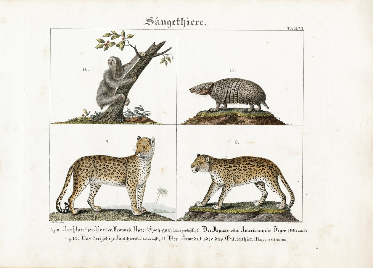 Exotische zoogdieren: Grote katten, luiaards en gordeldieren door Meno Haas