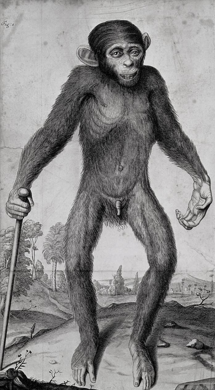 Chimpansee, 1699 door Michael van der Gucht