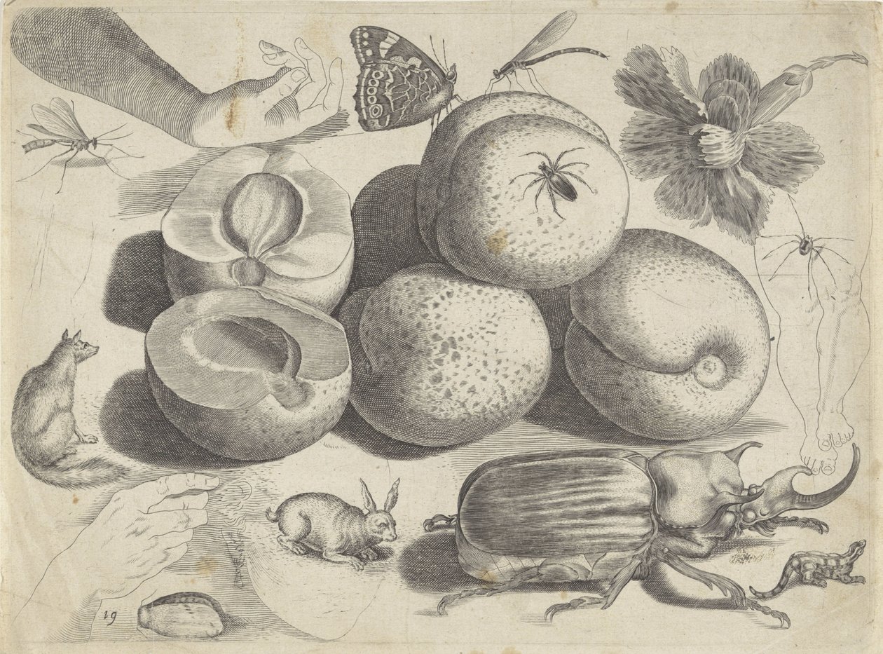 Studieblad met tekenvoorbeelden: vruchten, dieren, insecten en handen door Michael Snijders