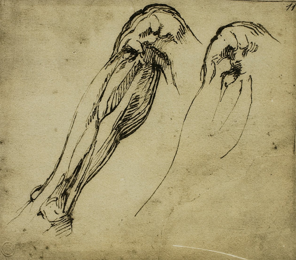 Anatomische studies van een been door Michelangelo Buonarroti