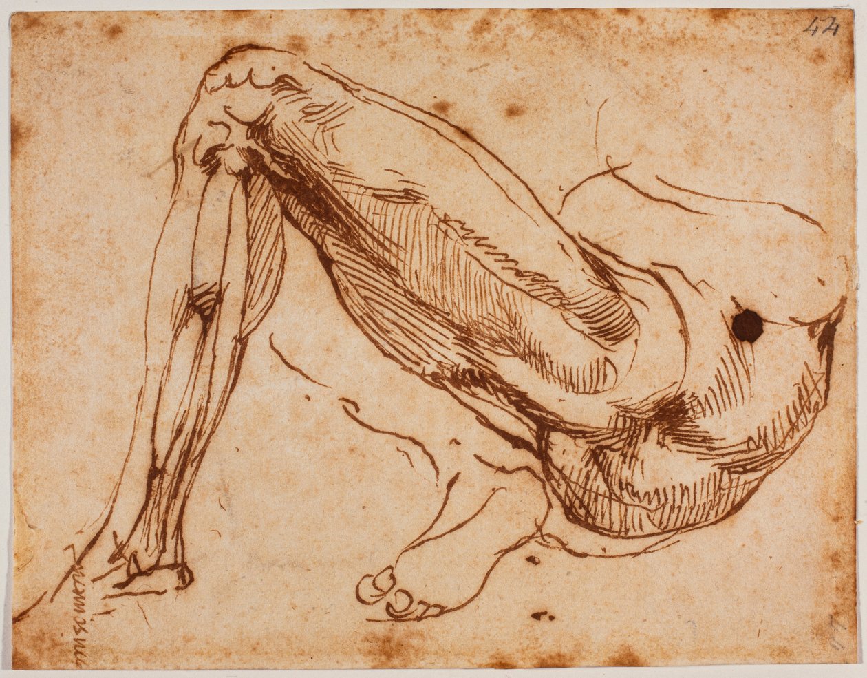 Studie van benen door Michelangelo Buonarroti