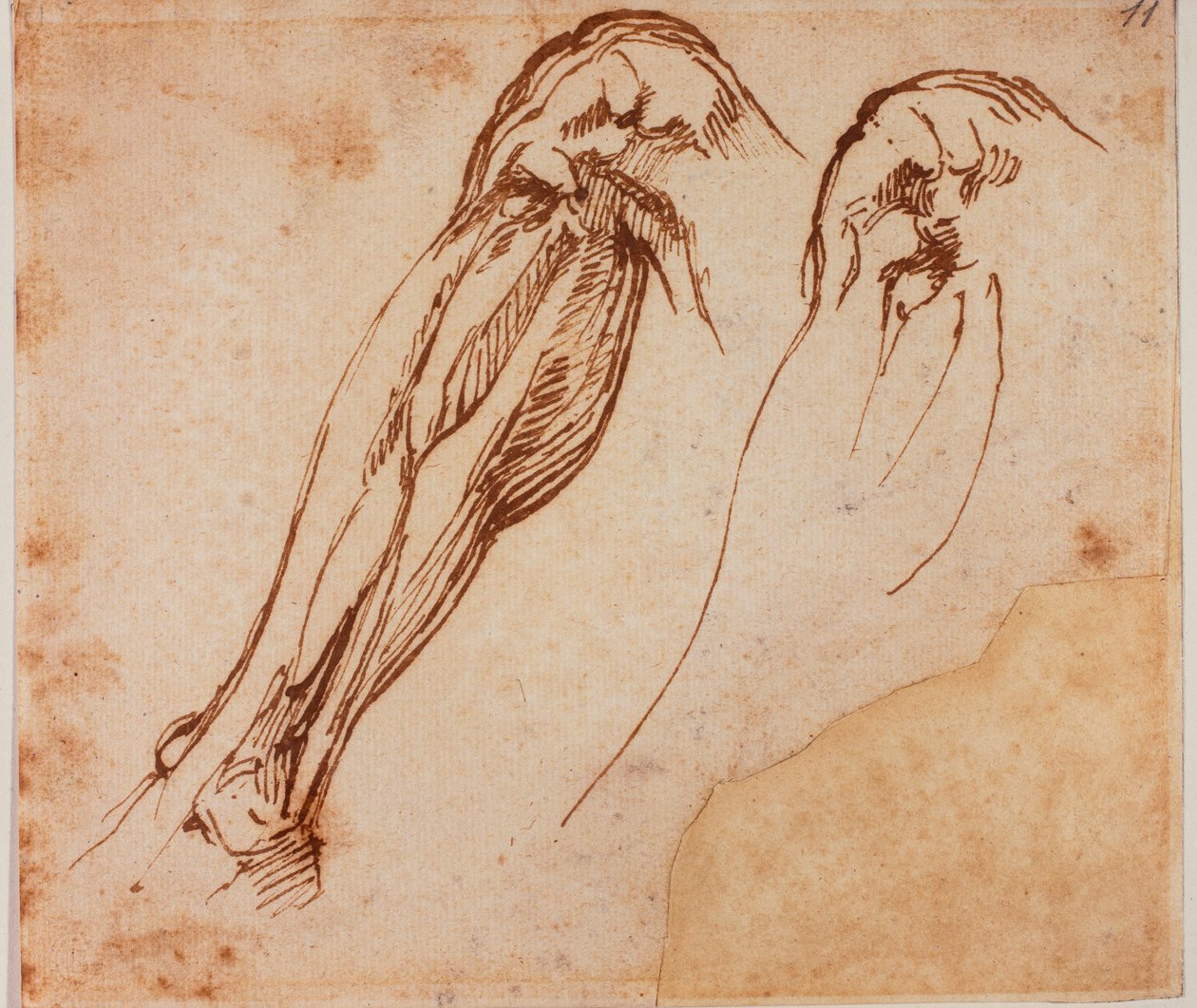 Twee beenstudies door Michelangelo Buonarroti