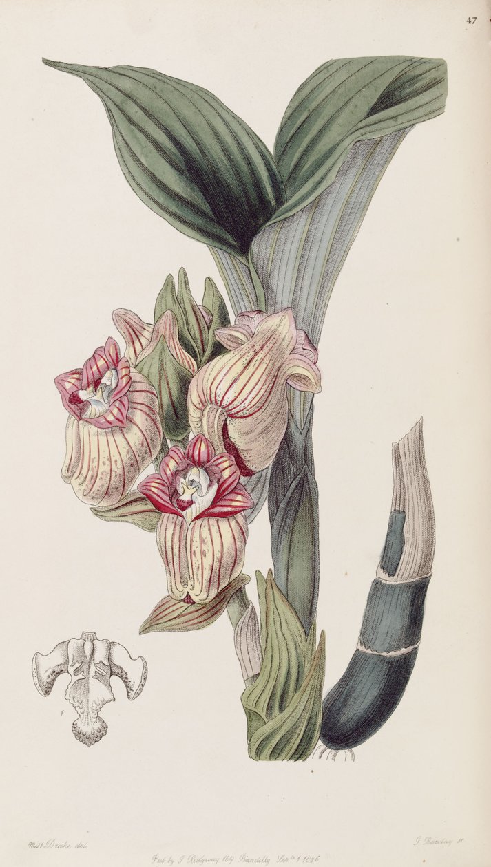 Acanthephippium javanicum (gespeld Acanthophippium javanicum) door Miss Drake