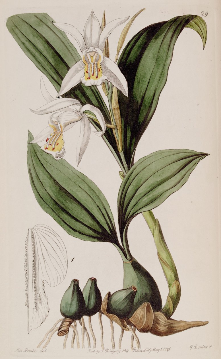 Coelogyne cumingii door Miss Drake