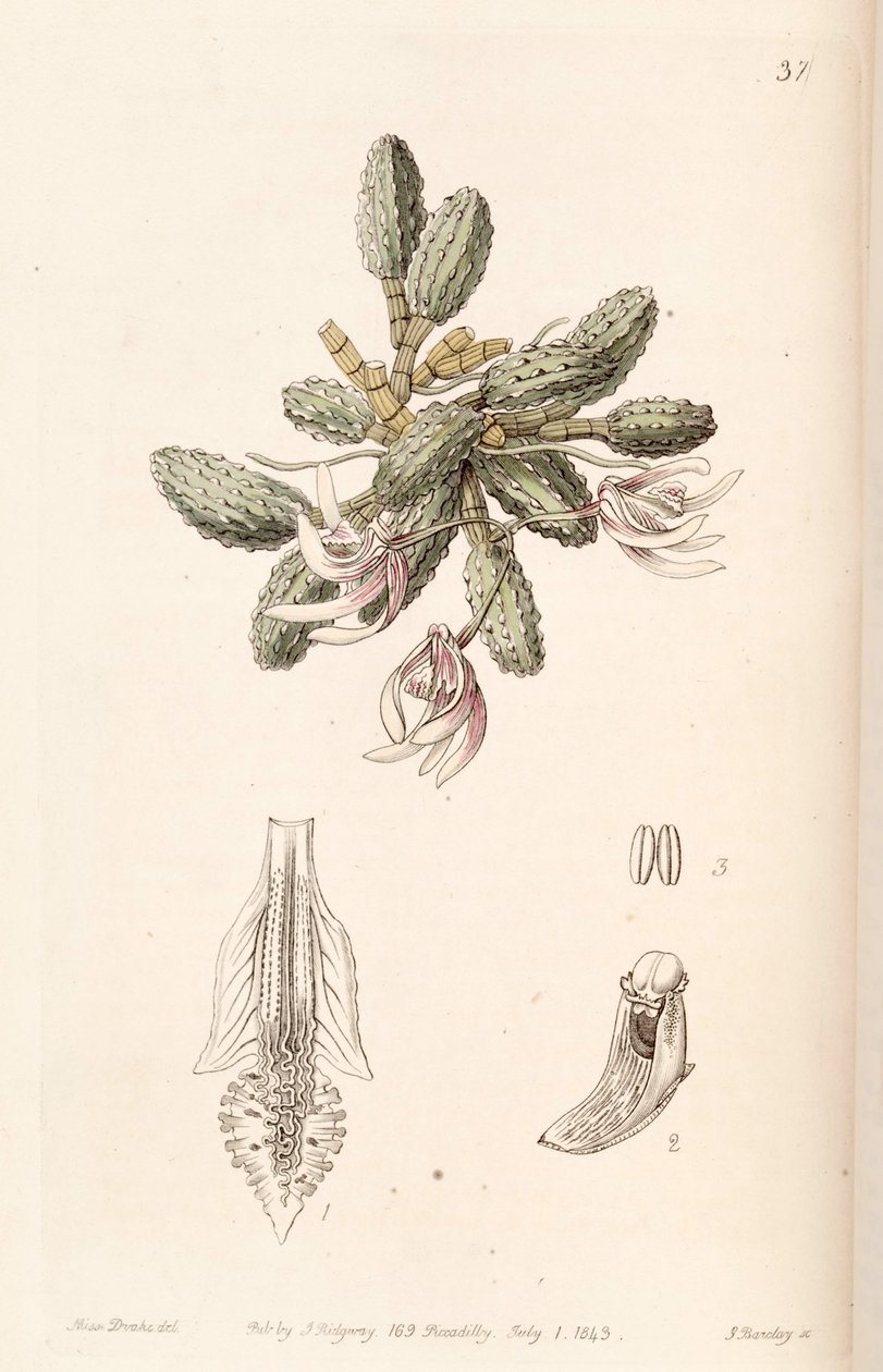 Dendrobium cucumerinum of Dockrillia cucumerina door Miss Drake