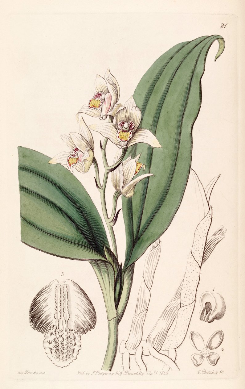 Eria coronaria door Miss Drake