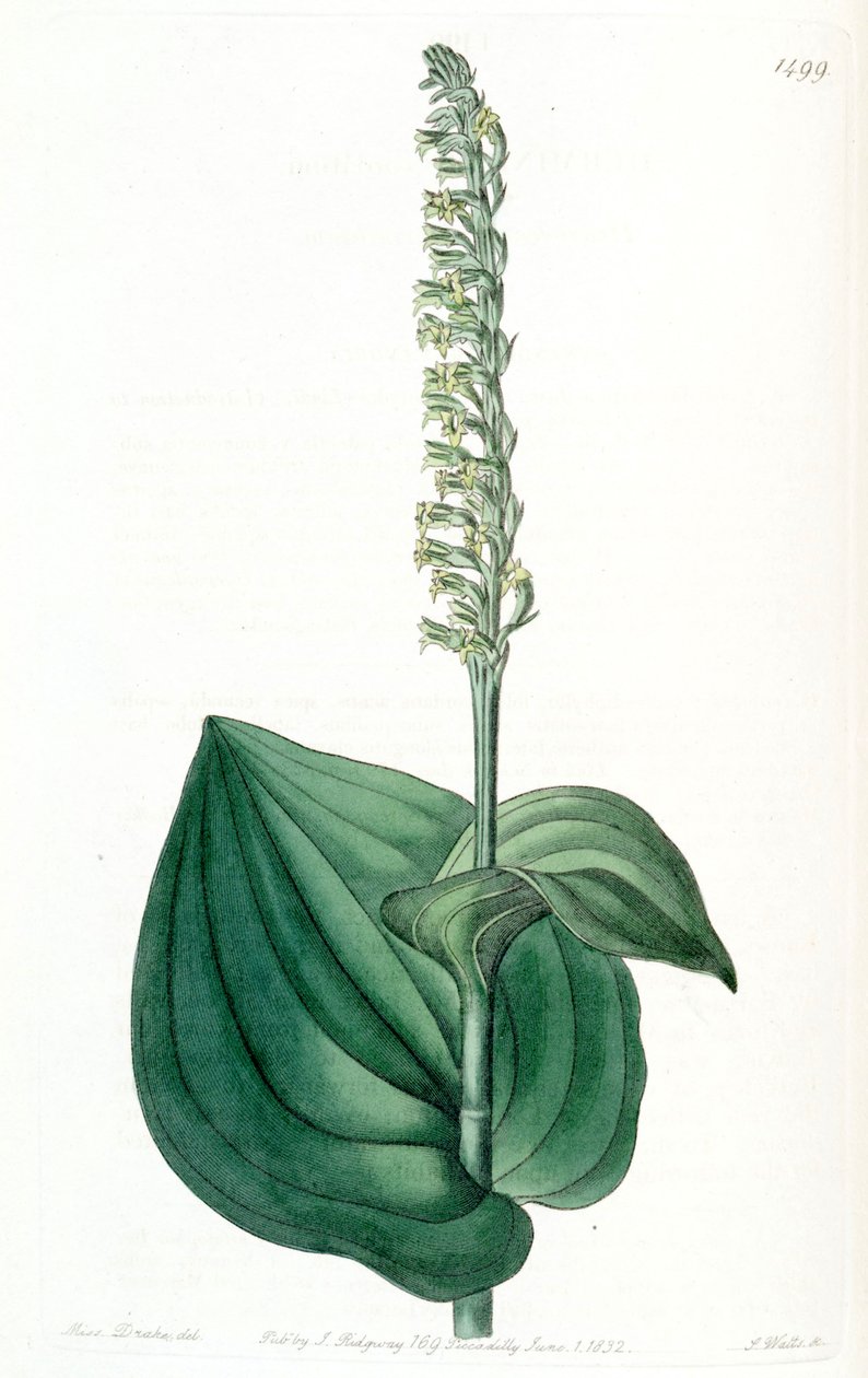 Illustratie van Gennaria diphylla (als syn. Herminium cordatum) door Miss Drake