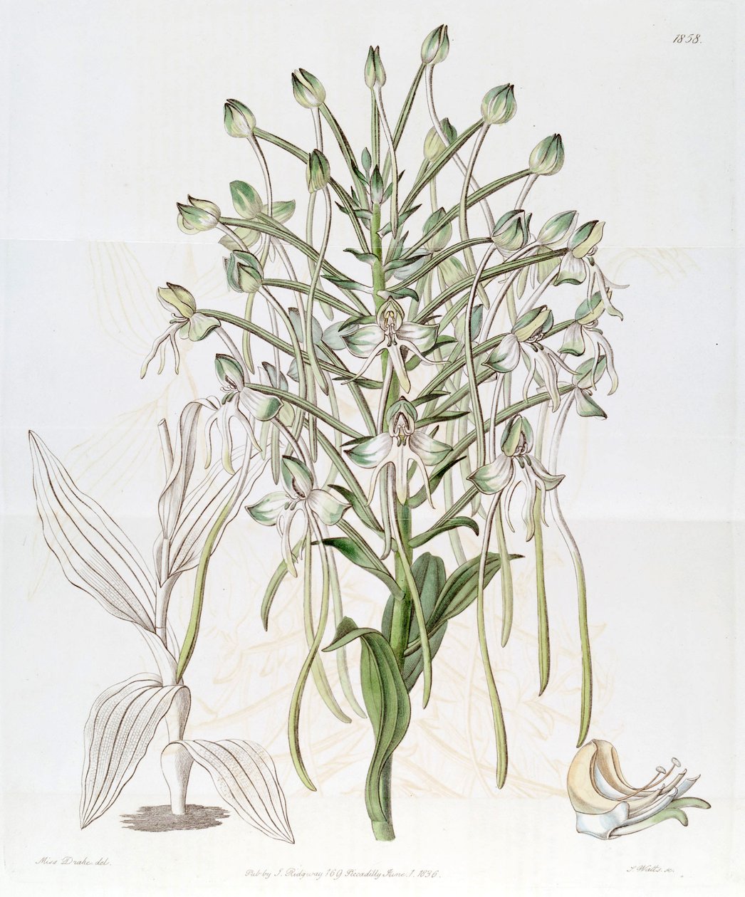 Habenaria procera door Miss Drake