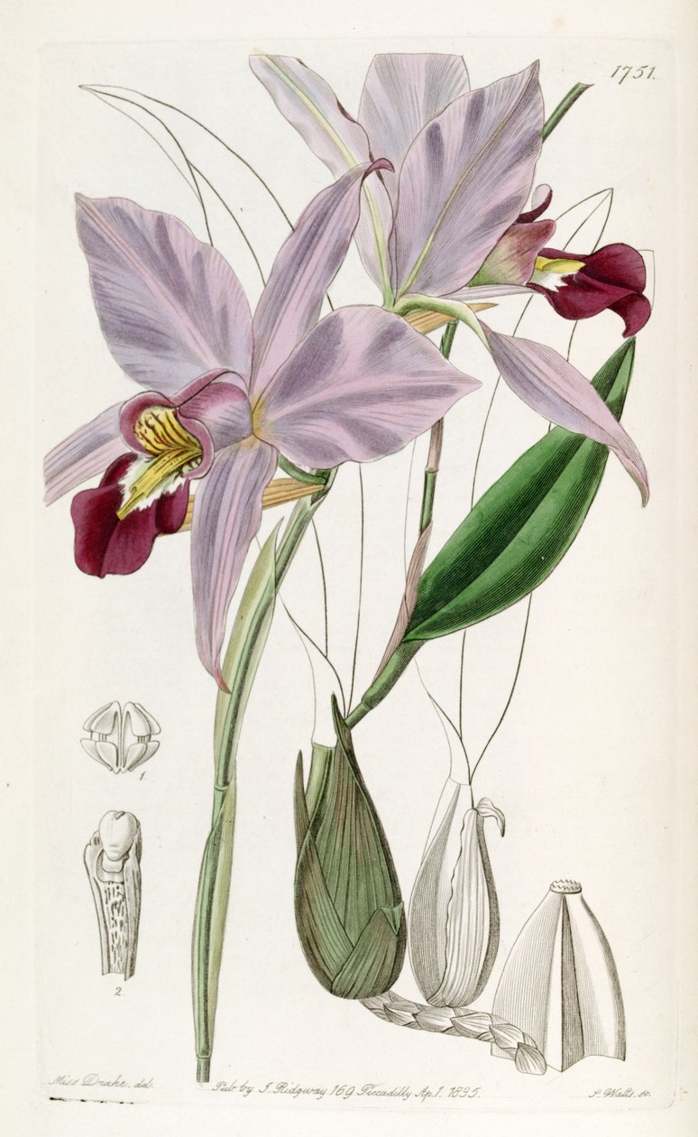 Laelia anceps door Miss Drake