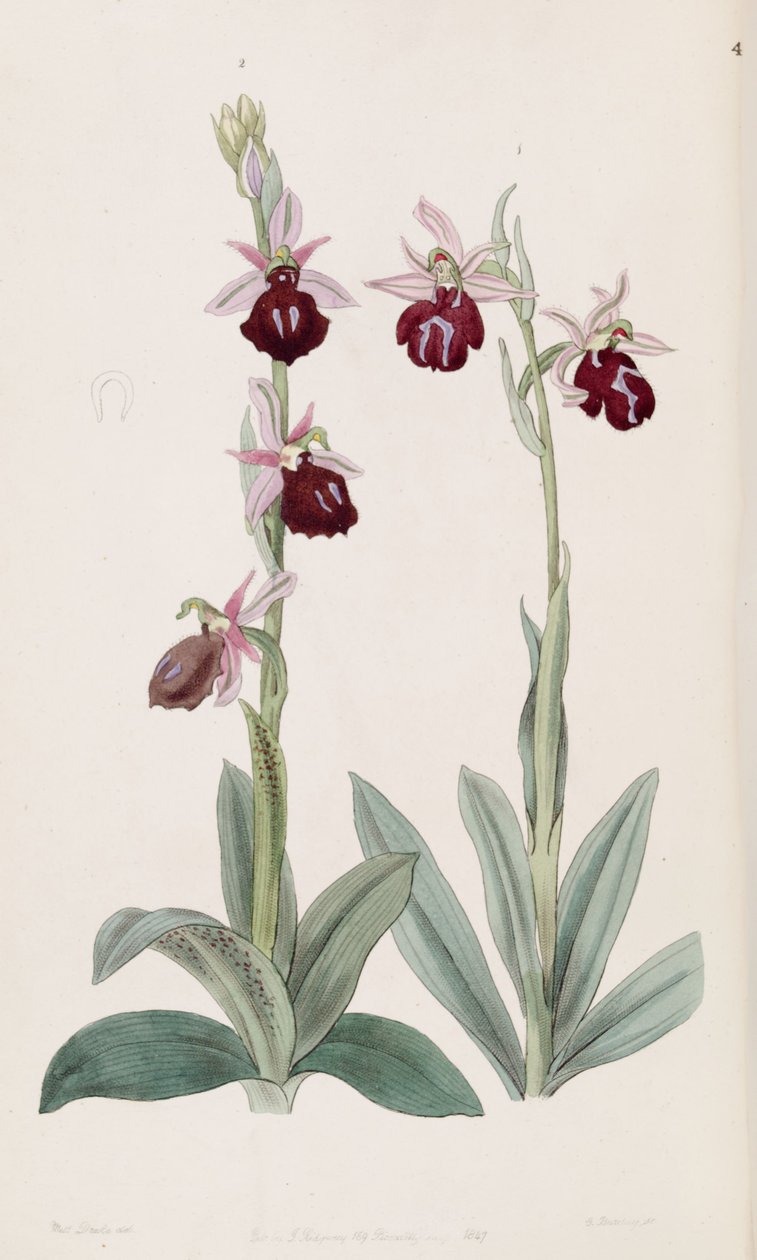 Ophrys ferrum-equinum (links, fig. 2) en Ophrys bombyliflora (als syn. Ophrys tabanifera) (rechts, fig. 1) door Miss Drake