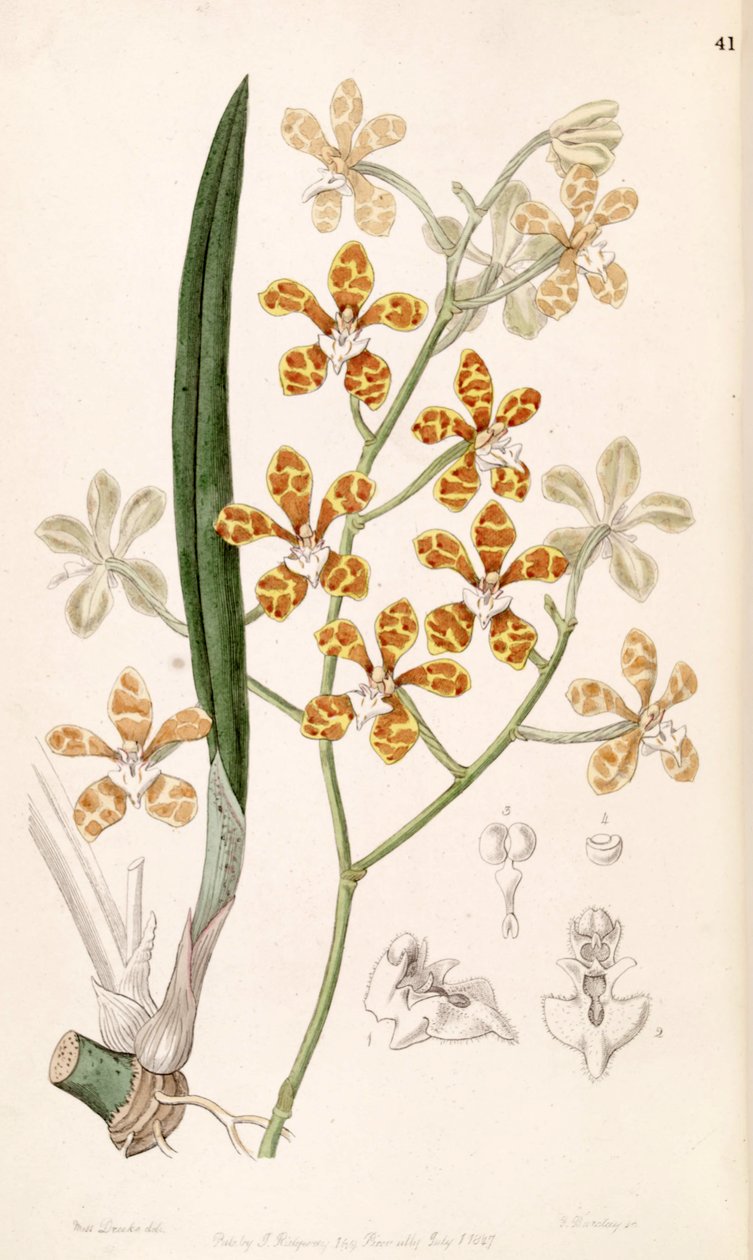 Staurochilus ionosmus (als syn. Cleisostoma ionosmum) door Miss Drake