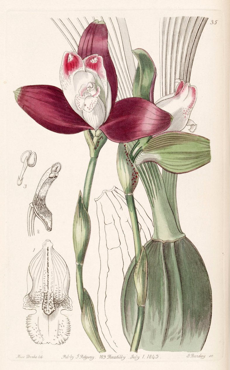 Lycaste macrophylla (als syn. Lycaste plana) door Miss Drake