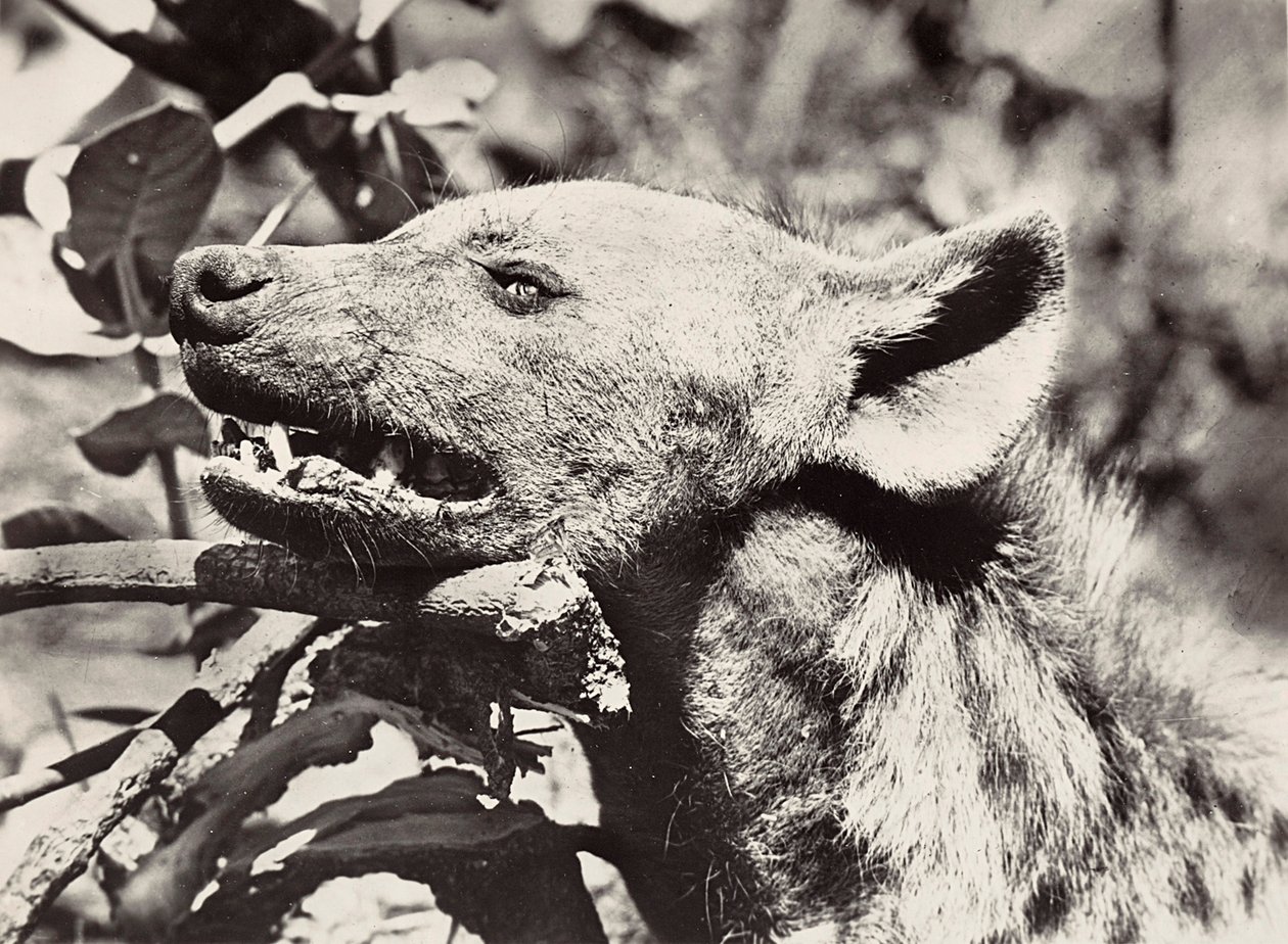 Het bouwen van een rijk in het fascistische tijdperk: hoofd van een hyena, 09/05/1936 door Modestino Baldinetti
