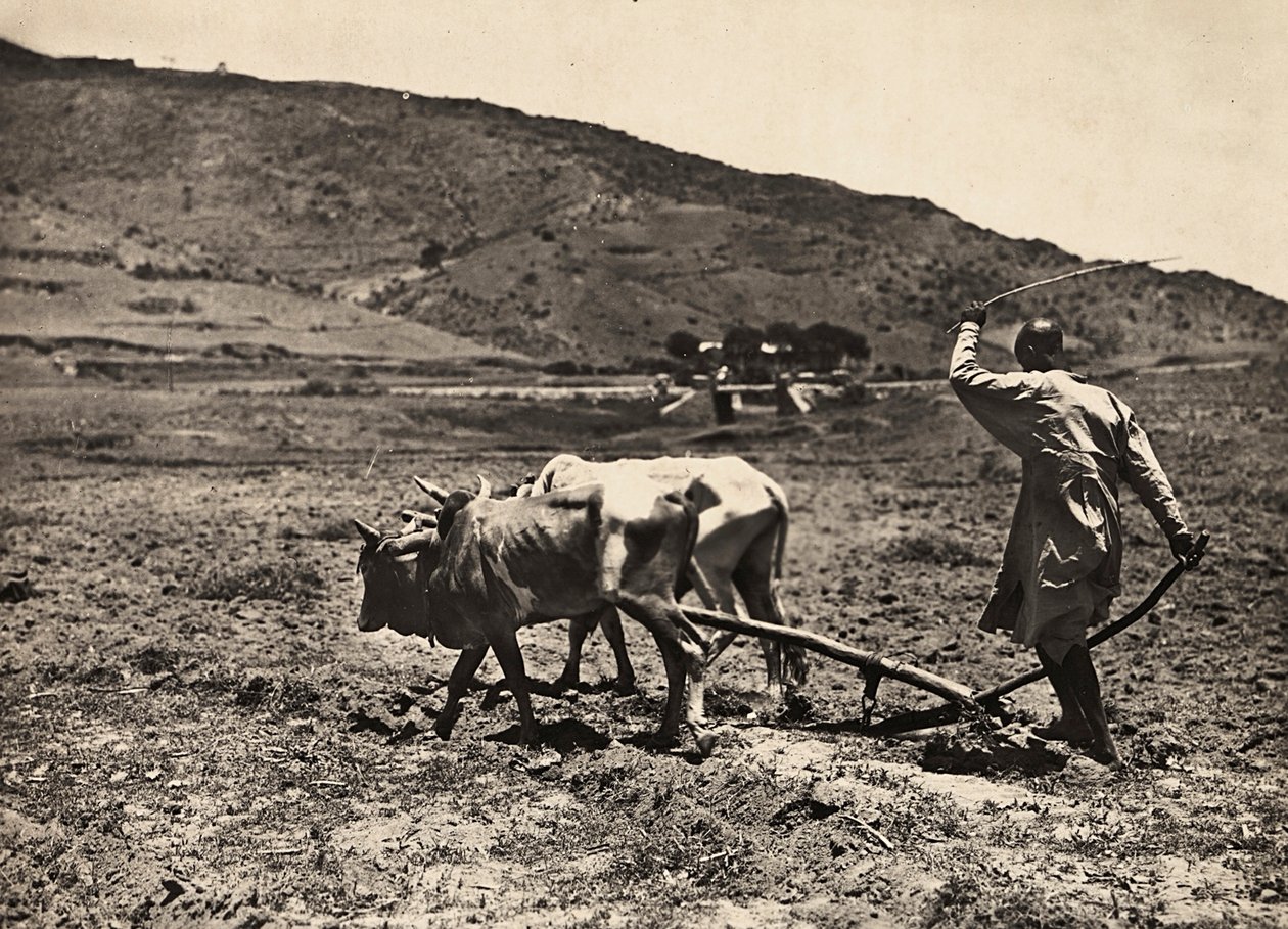 Ploegen op het hoogplateau, 09/05/1936 door Modestino Baldinetti