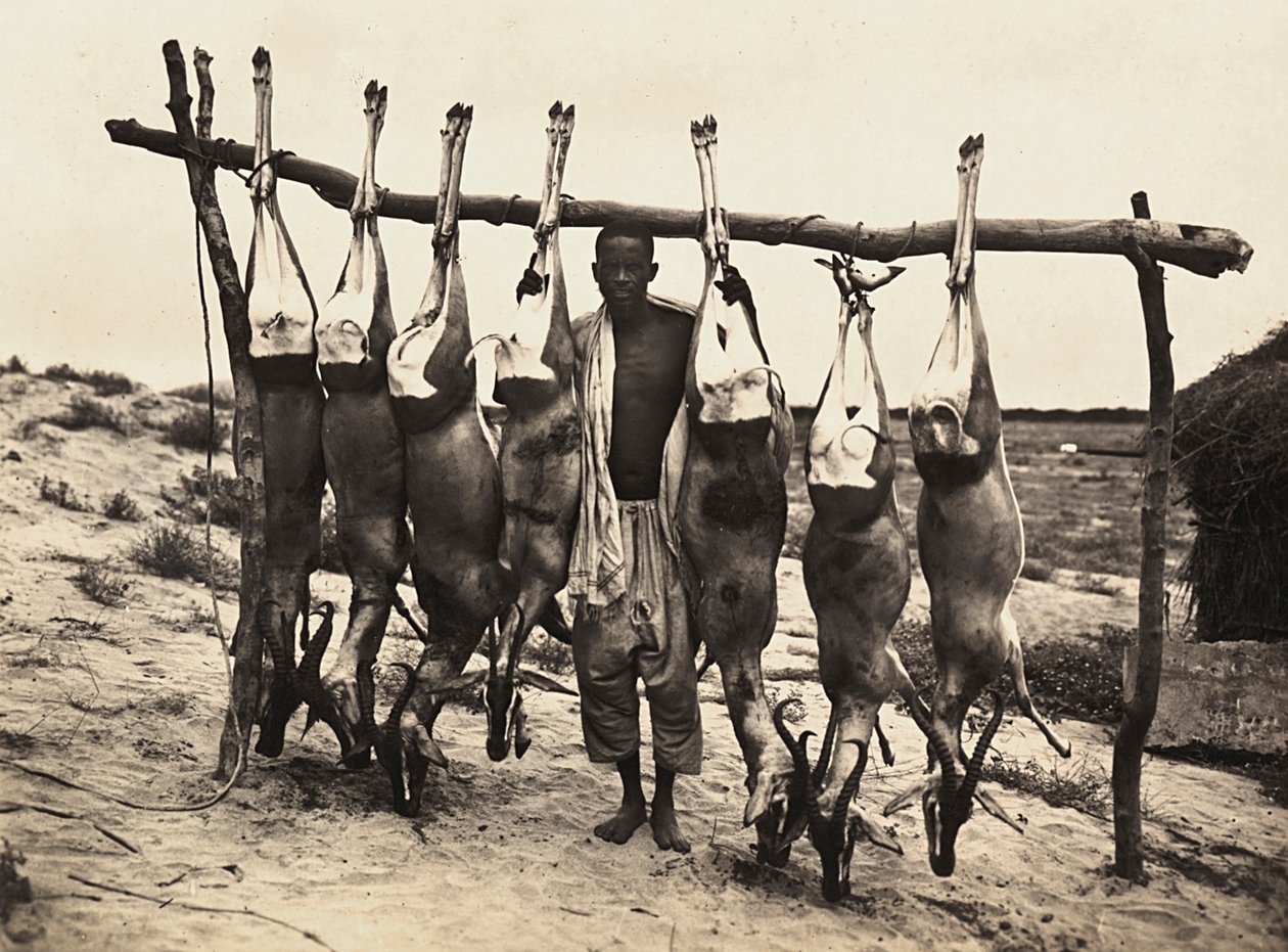 Enkele gevangen herten, 09/05/1936 door Modestino Baldinetti
