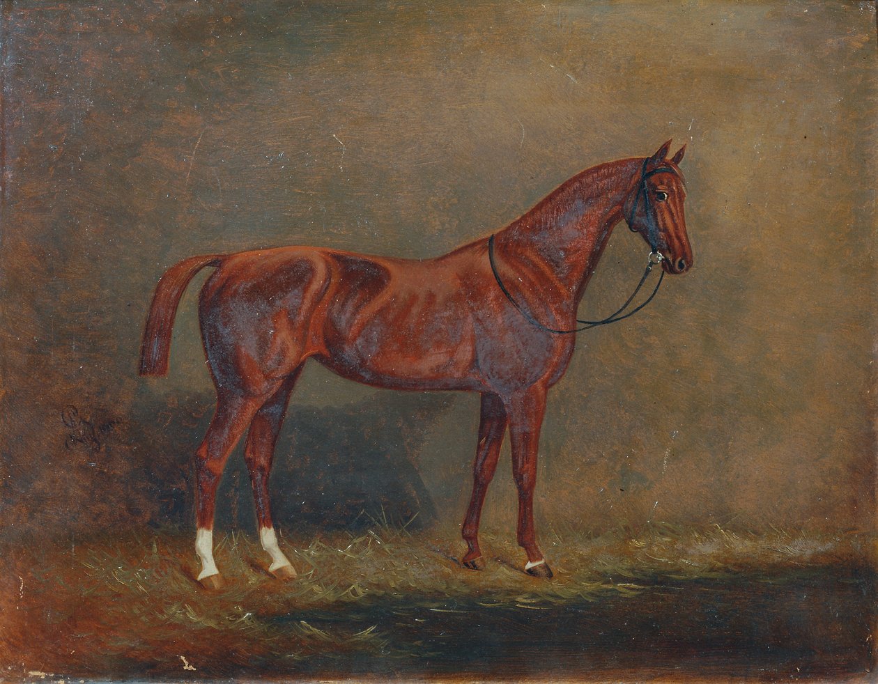 Portret van een Paard door Monogrammist A. G.