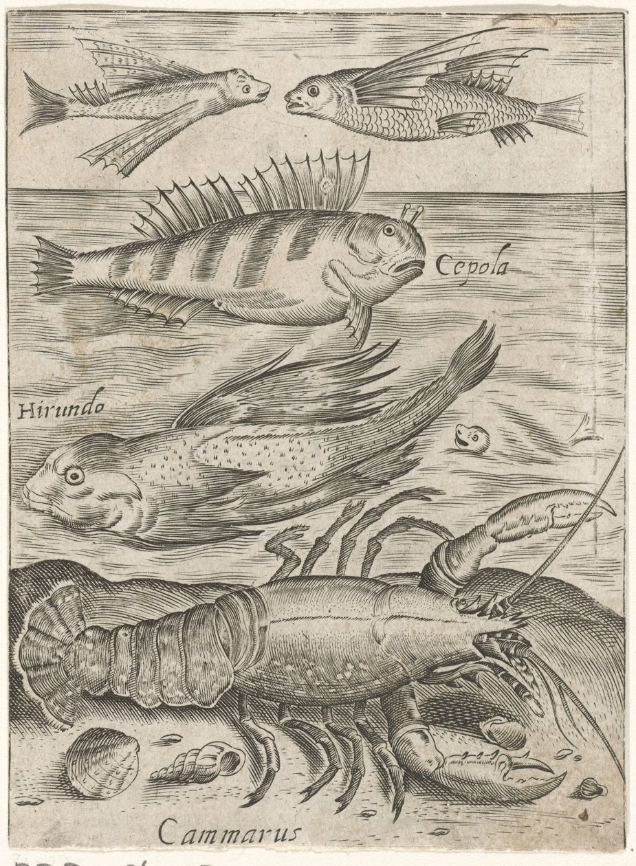 Studieblad met vier vissen en een kreeft (Piscium vivae icones) door Monogrammist P+P
