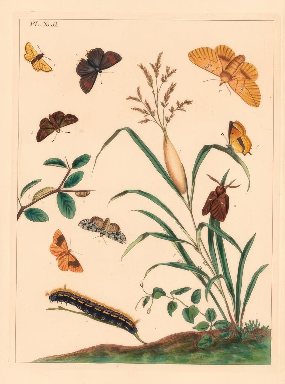 Drinkermot, Euthrix potatoria, bruine haarstreep, Thecla betulae, grote skipper, Ochlodes sylvanus, kleine skipper, Thymelicus sylvestris, zeldzame marvel du jour, Dipthera runica, en gestreepte umber, Plagodis pulveraria door Moses Harris