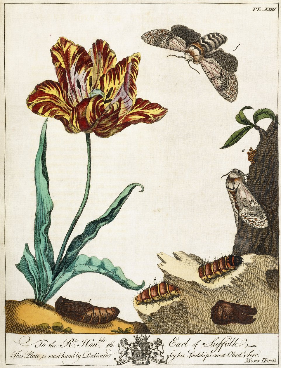 Levenscyclus van een Mot, Plaat 23, uit "The Aurelian, or Natural History of English Insects", 1778 door Moses Harris
