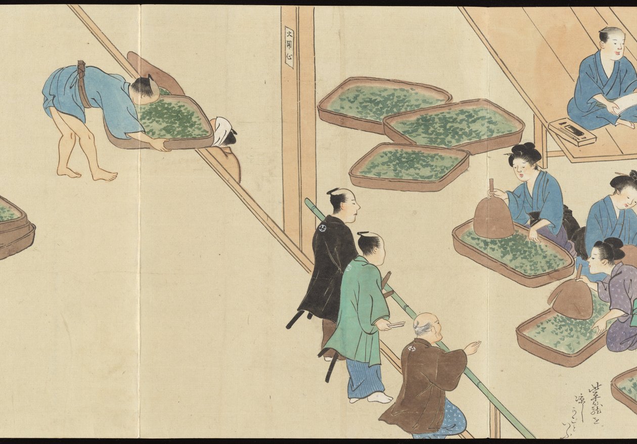 Illustraties van Uji theeproductie door Motonari Sait?