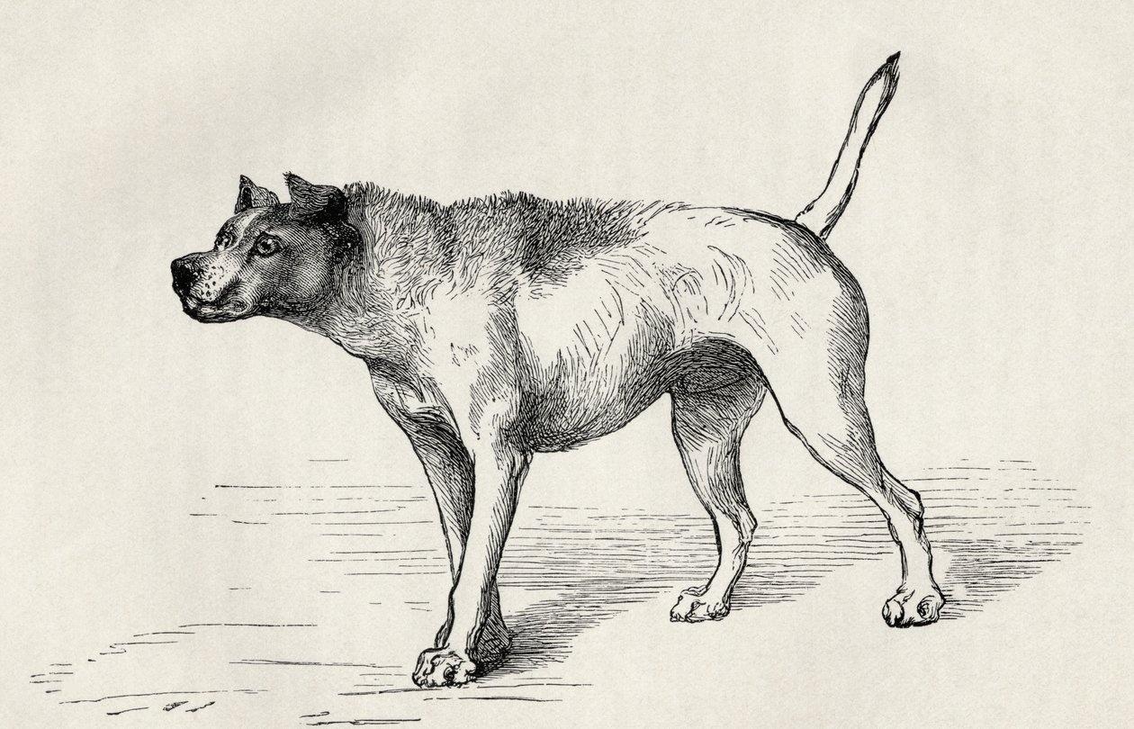 Hond nadert een andere hond met vijandige bedoelingen, uit Charles Darwin