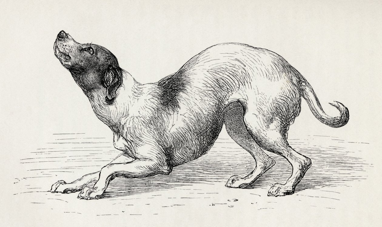 Hond in een nederige en aanhankelijke gemoedstoestand, uit Charles Darwin