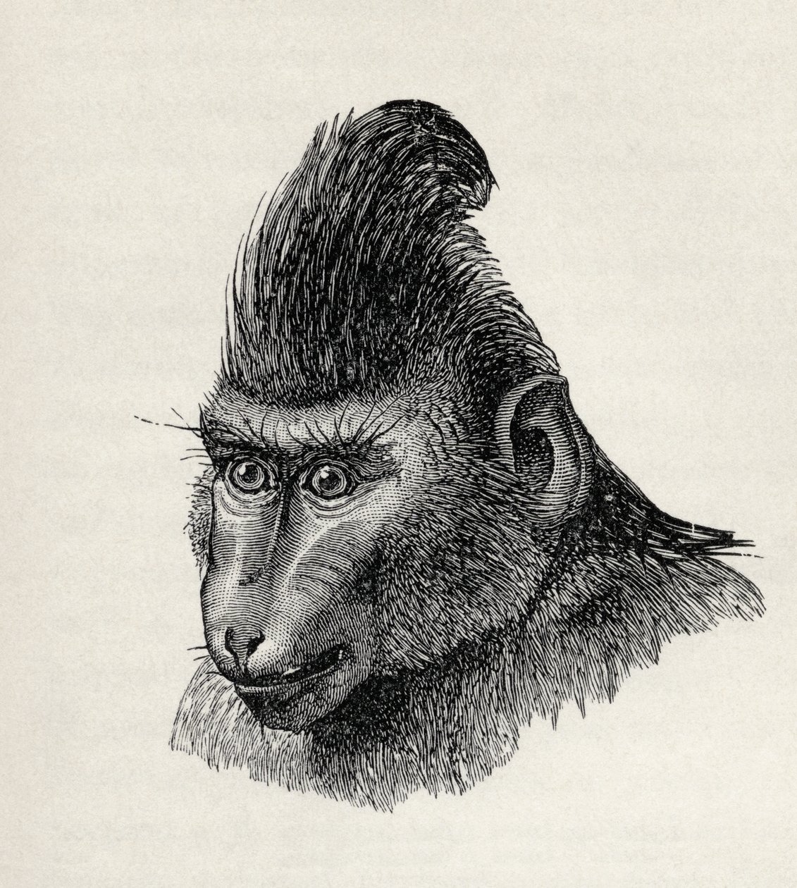 Cynopithecus niger in een rustige toestand, uit Charles Darwin