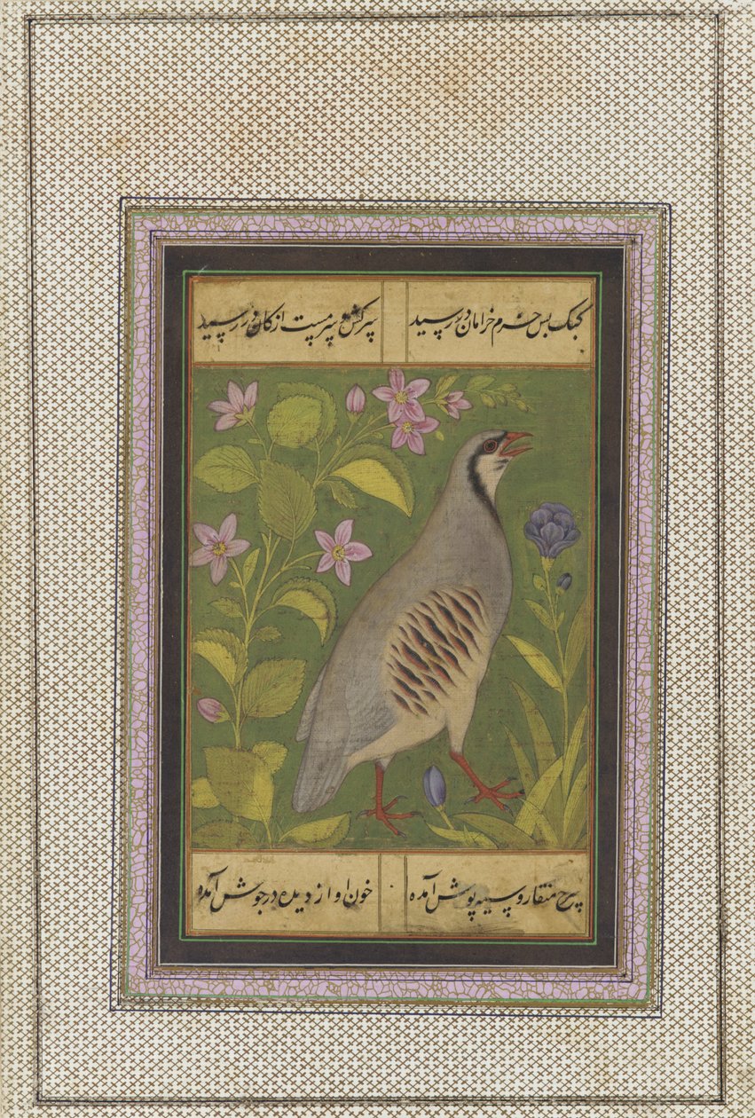 Een chukar patrijs, los manuscript folio met schilderij, eind 16e eeuw door Mughal School