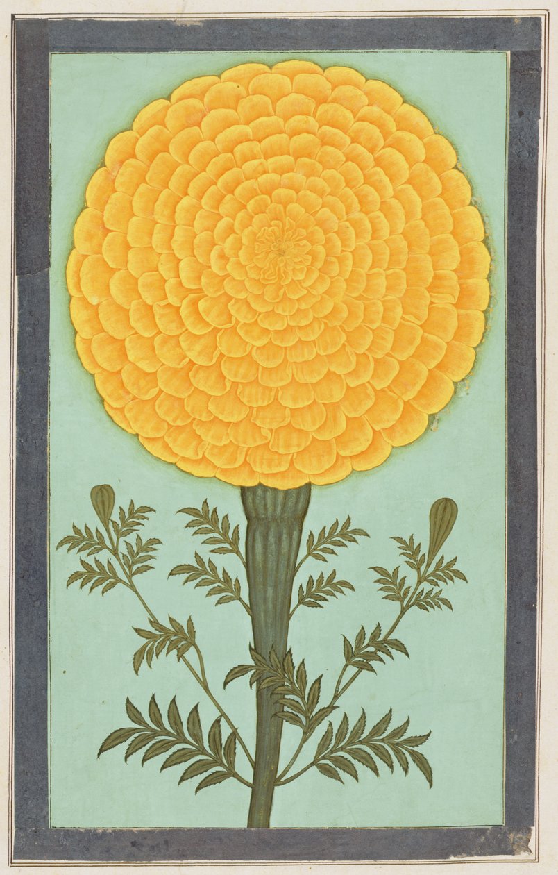 Een goudsbloem, uit het Kleine Clive Album door Mughal School