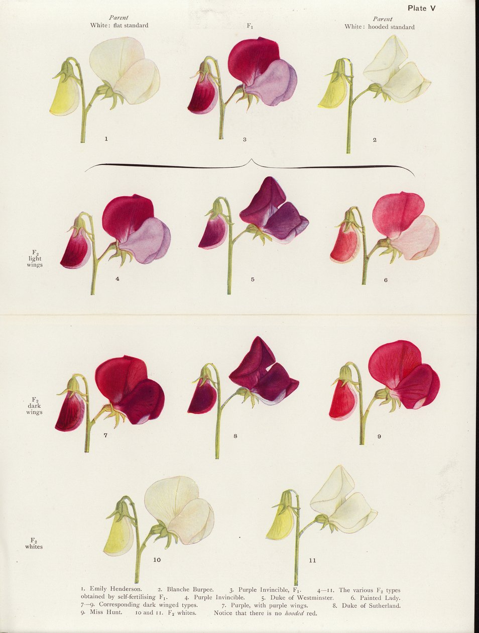 Ongewenst allelomorfisme in suikererwten (kleurenlitho) door Muriel Wheldale (after) Onslow