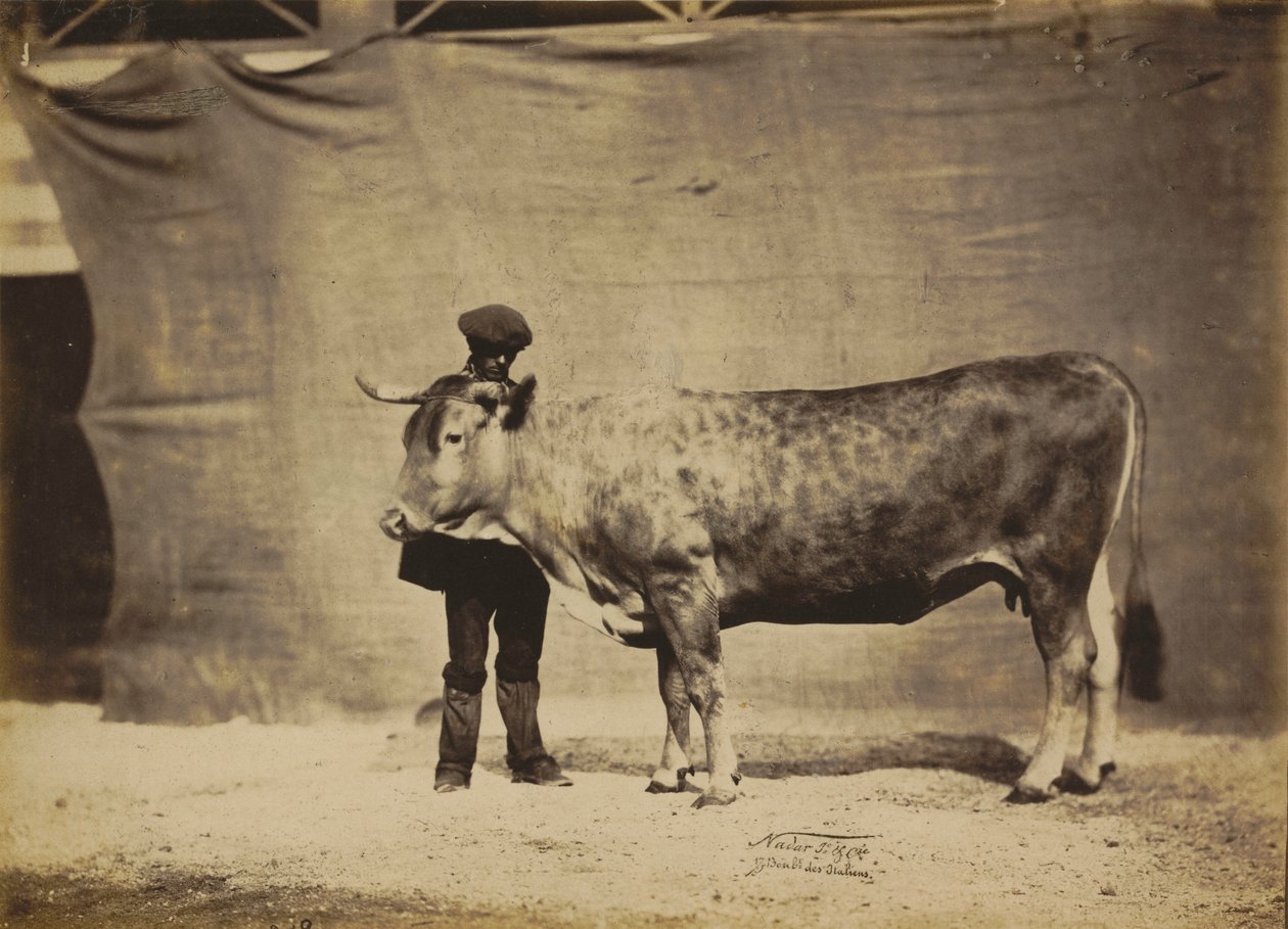 Garonnaise koe, 5 tot 6 jaar oud,1856 (foto) door Nadar Jeune (1825 1903)