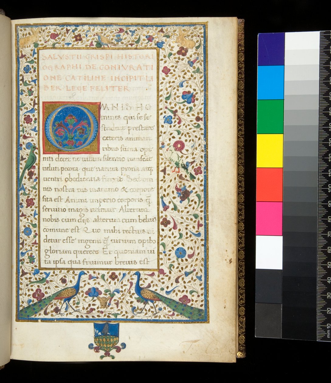 Ms 336. Sallust, Catilina en Jugurtha, f.1r. Volledig verlichte rand met pauwen, konijnen, groene parkieten en een duif door Neapolitan School
