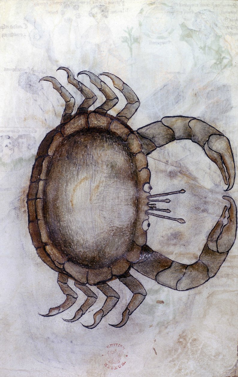 Sloane 3983 f.14v, Een krab, sterrenbeeld Kreeft door Netherlandish School