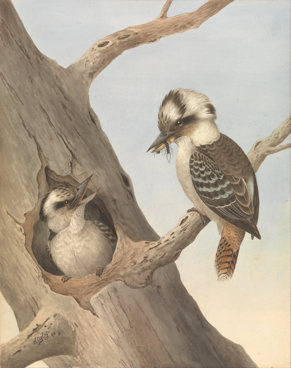 Lachende kookaburra, Dacelo novaeguineae door Neville HP Cayley