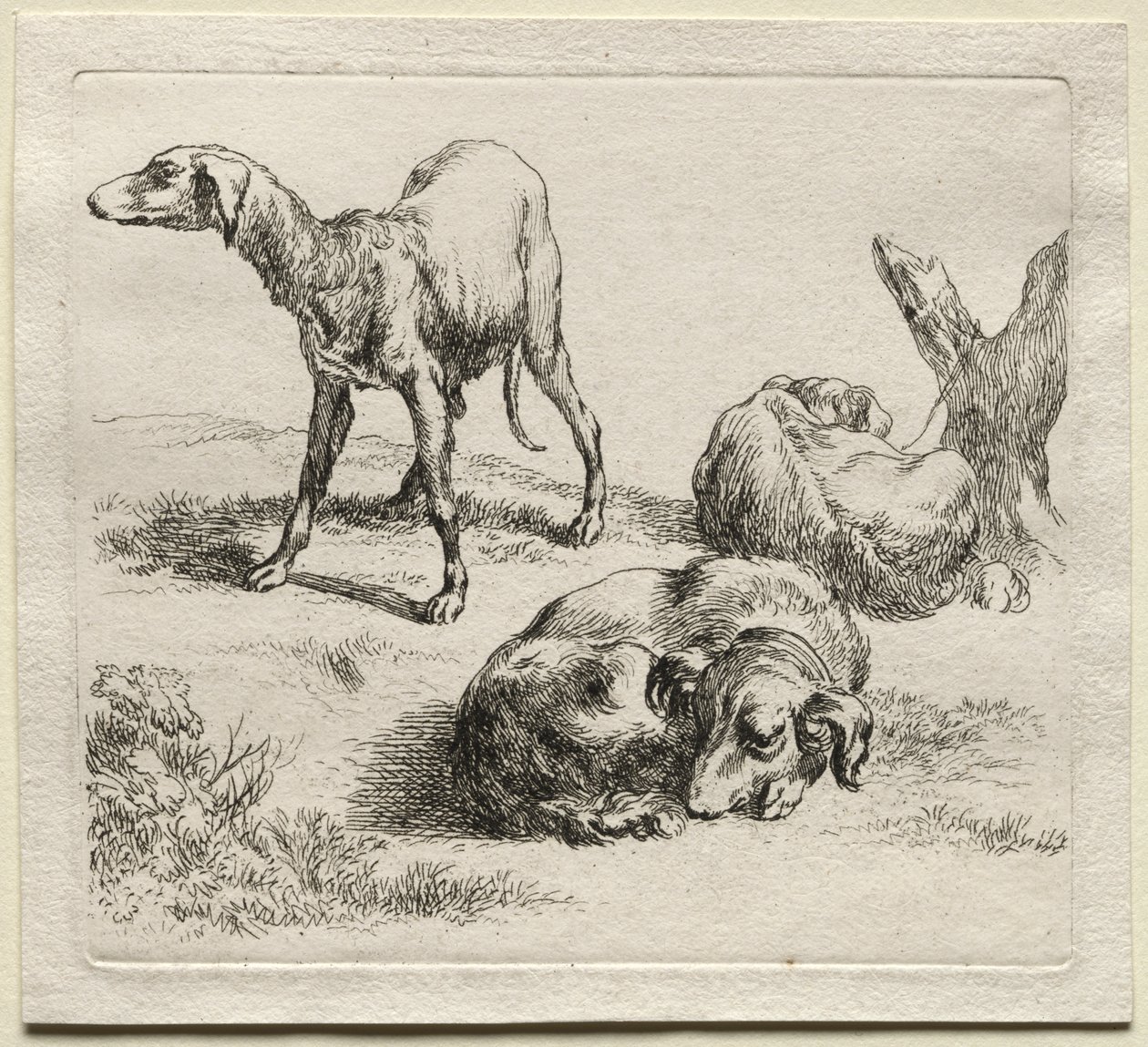 Animalia: Drie Jachthonden door Nicolaes Berchem