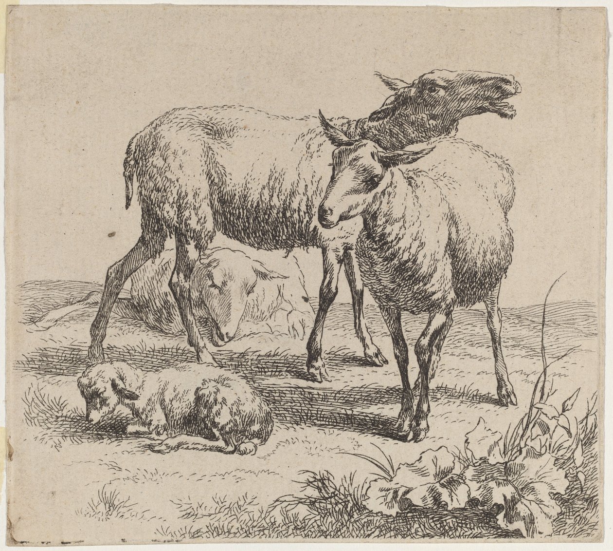 Drie schapen en een lam door Nicolaes Berchem