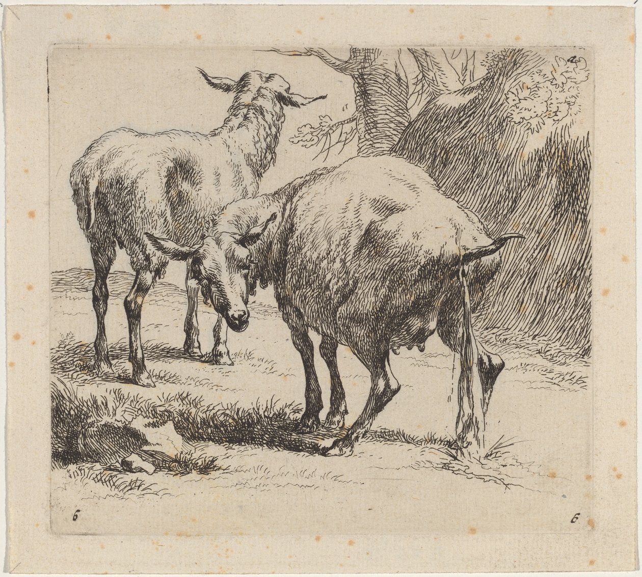 Twee schapen, één plassend door Nicolaes Pietersz Berchem