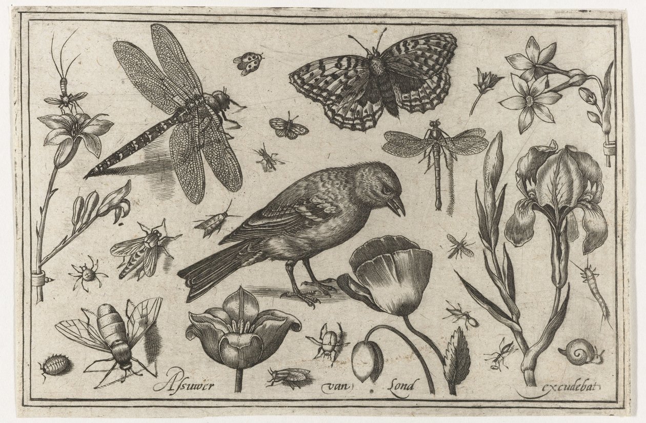 Bloemen, libelle en vogel (Vogels, bloemen, insecten etc.) door Nicolaes de Bruyn (possibly)