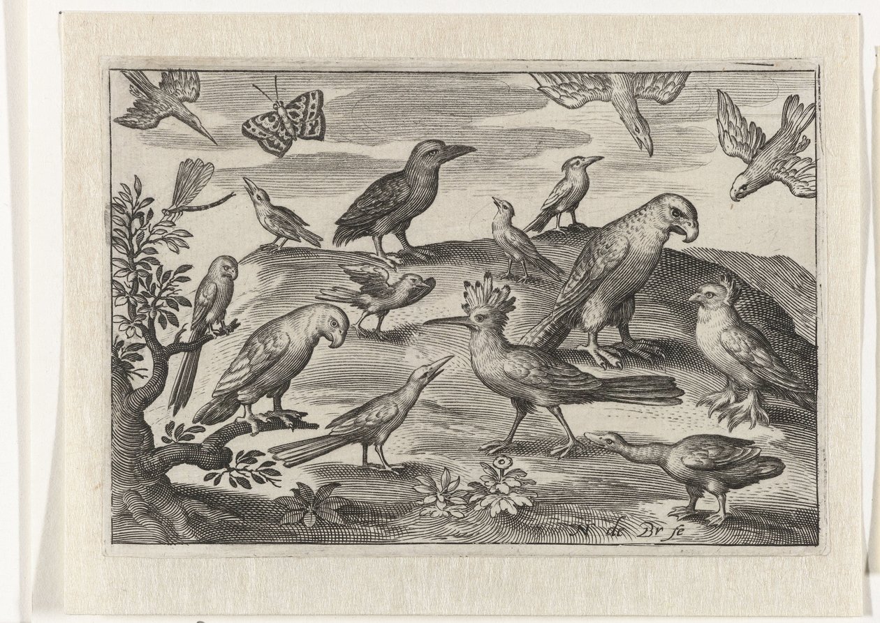 Hop en andere vogels Vogels en insecten (serie titel) door Nicolaes de Bruyn
