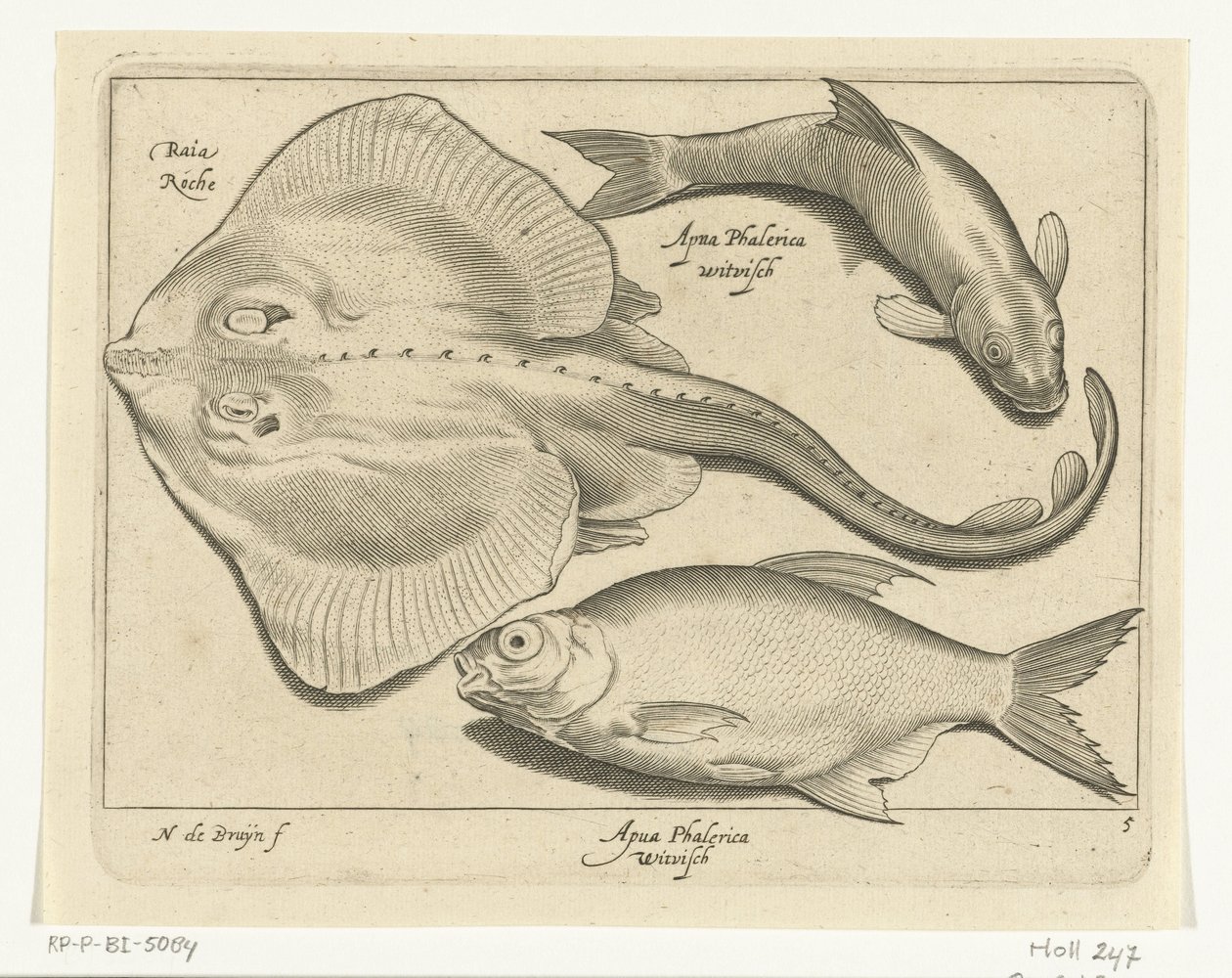 Rog, brasem en witvis door Nicolaes de Bruyn