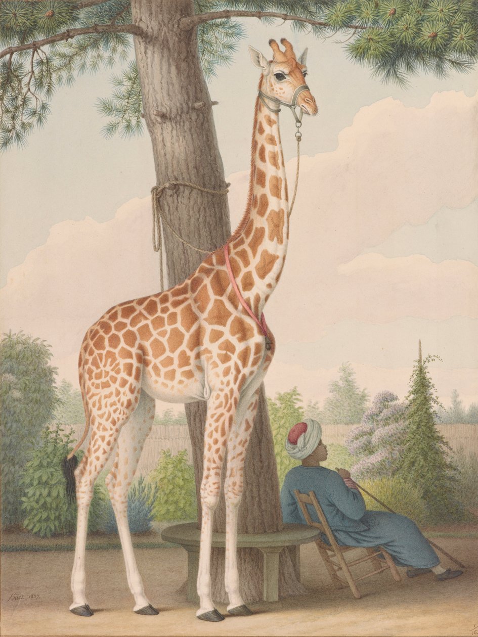 Studie van de giraffe geschonken aan Karel X door de onderkoning van Egypte door Nicolas Hüet the Younger