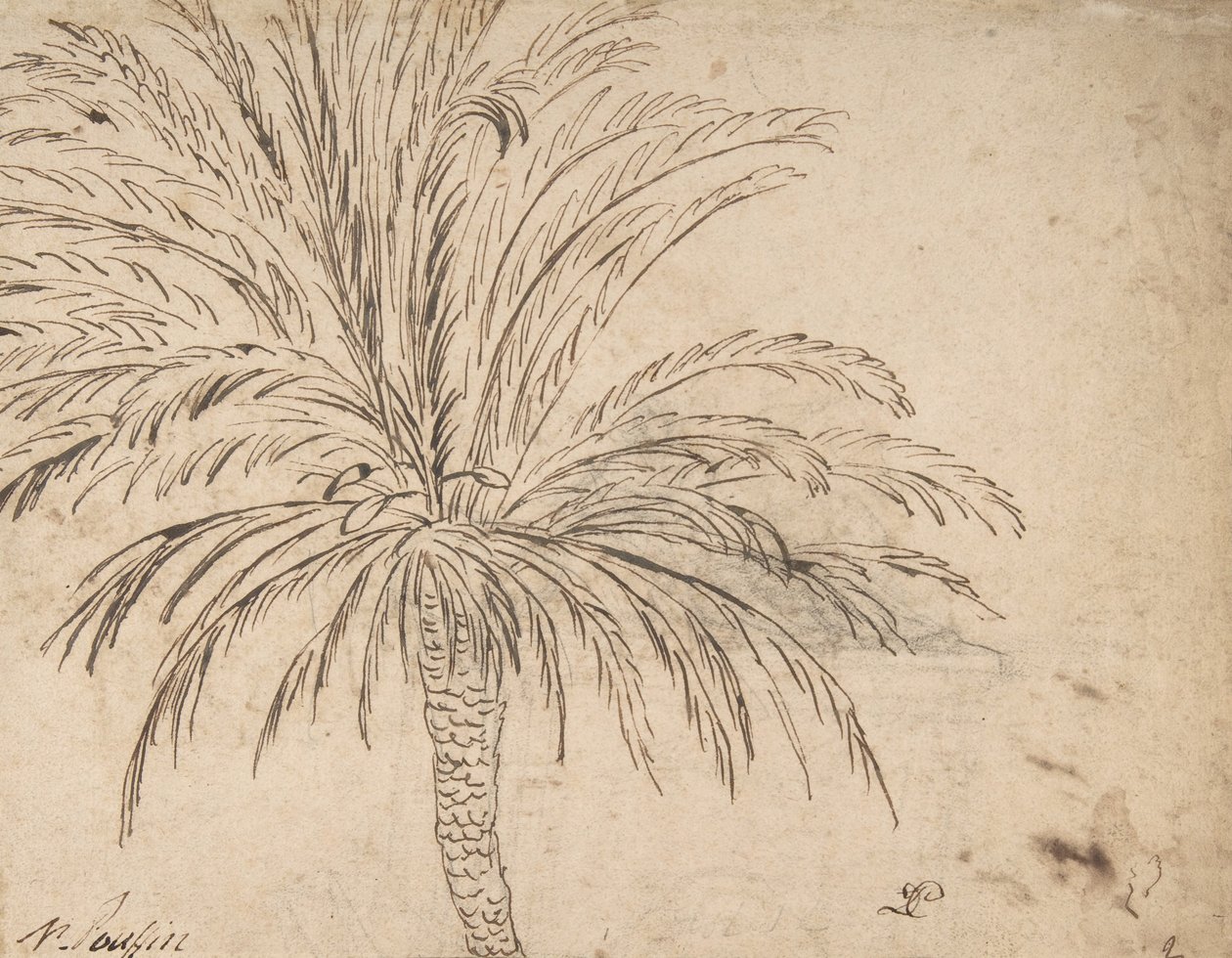 Studie van een palmboom, ca. 1635-40 door Nicolas Poussin