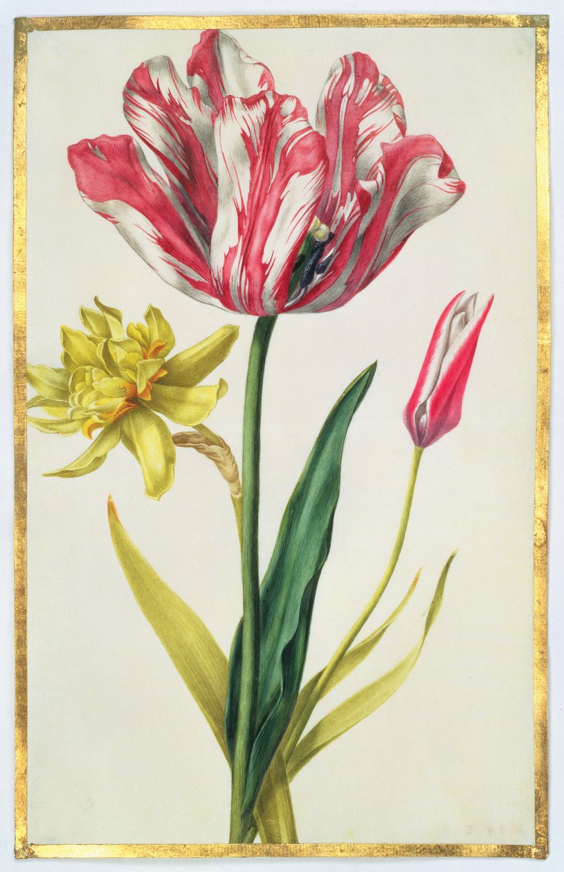 Narcis en tulp, c.1675 door Nicolas Robert