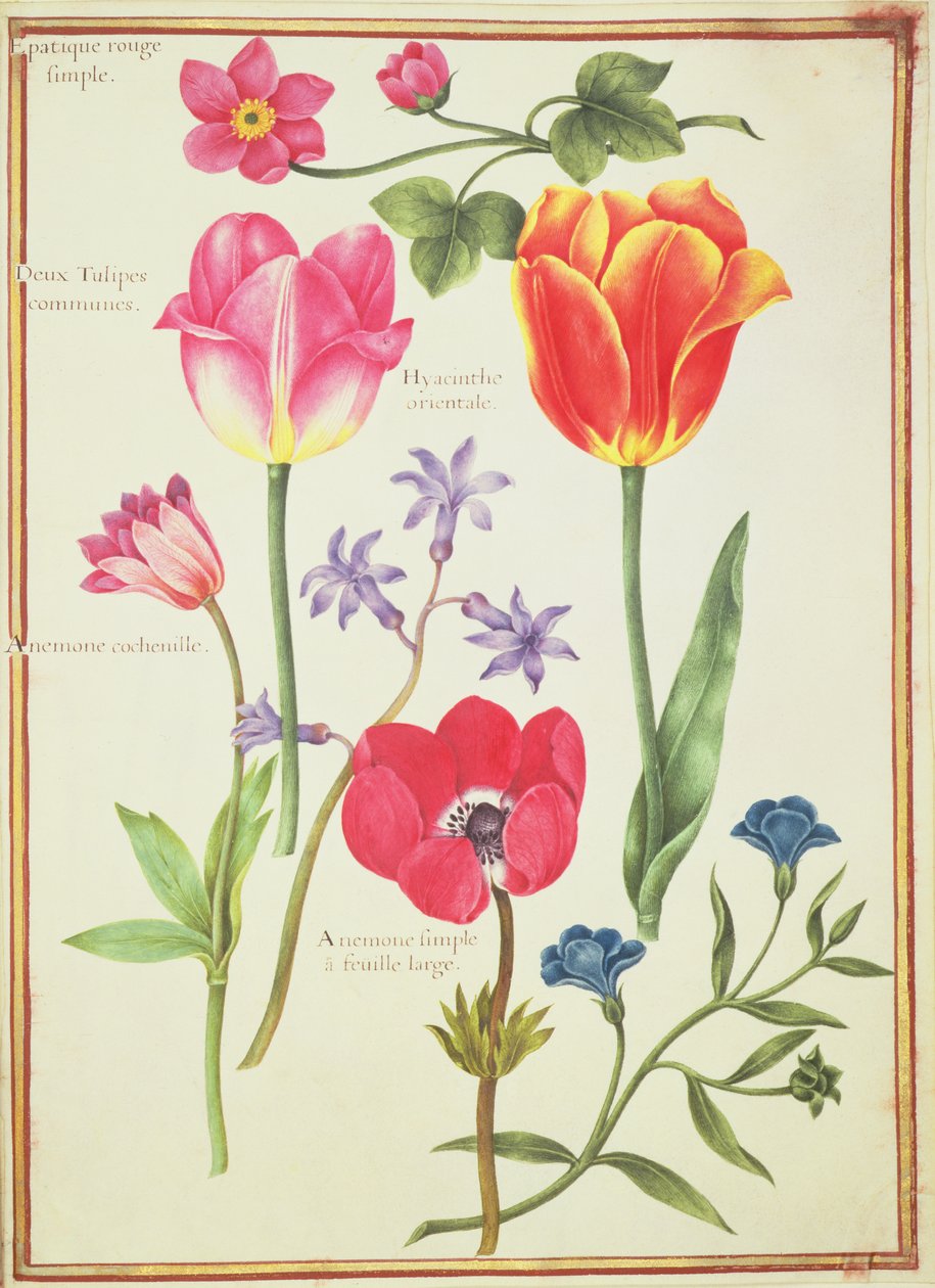 Bloemenstudies door Nicolas Robert